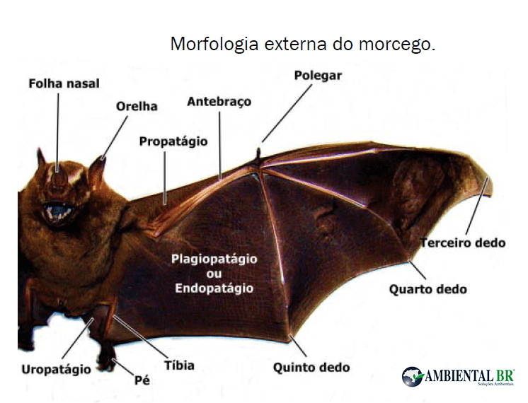 controle de pragas controle de morcegos