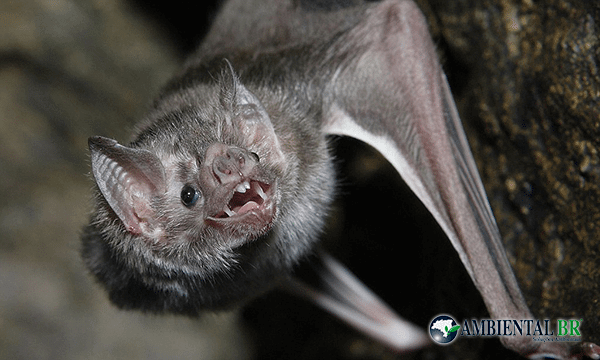 controle de pragas expurgo de morcegos
