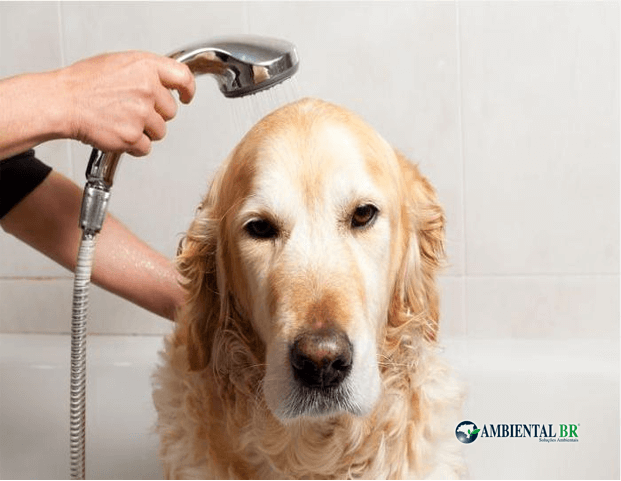 Serviço de desentupimento remove pelo de cachorro dos canos